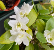 Dendrobium Pocket Lover Orchid