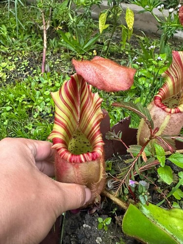 Nepenthes veitchii candy - , 1