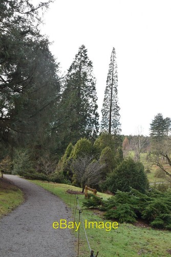 Photo 6x4 bedgebury - 6x4,