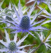 Garden Cottage Perennial Sea