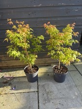 Japanese Acer Maple Trees 
