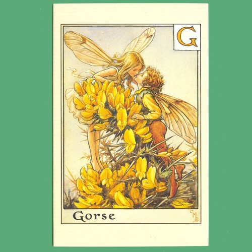 Postcard gorse flower - gorse,