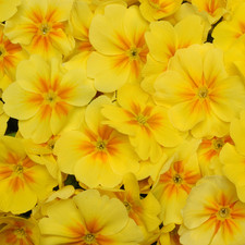 Primrose Yellow Orange Eye |