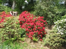 Photo A1 Rhododendron by