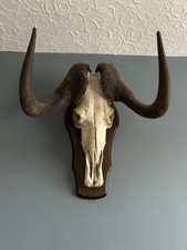 Mounted Wilderbeest Taxidermy
