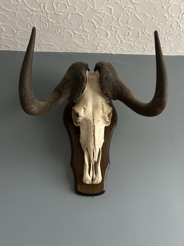 Mounted wilderbeest taxidermy - mounted,