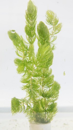 Weighted hornwort pond - weighted, &
