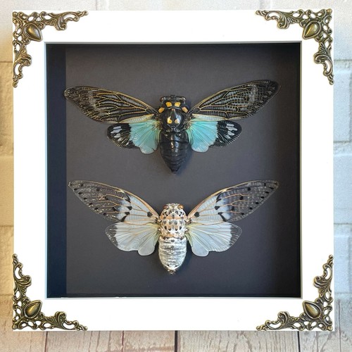 Cicada pair white - pair, ghost