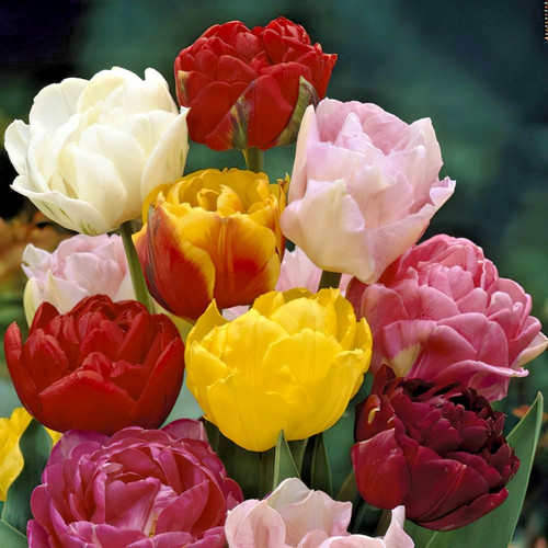 Tulip double mixed spring - double, *mixed*