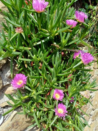Organic carpobrotus edulis - organic,