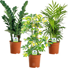 Indoor Plant Mix - 3 Plants - House / Office Live Potted Pot Plant Tree (Mix A)