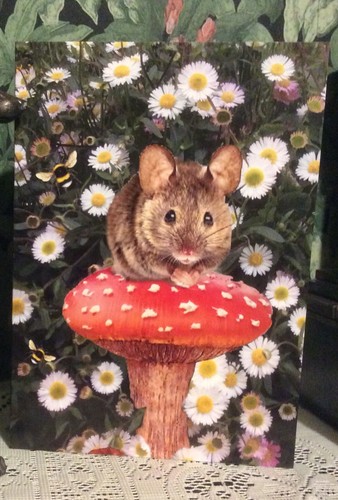 Mouse toadstool greyhound - mouse,