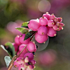 Symphoricarpos Doorenbosii