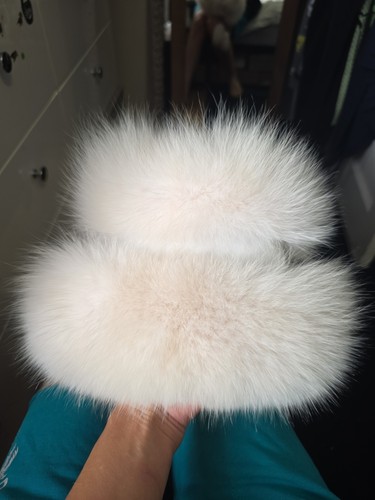 Baron arctic fox - baron, white