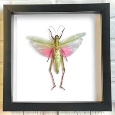 The Rosea Grasshopper (Chondracris rosea) Shadow Frame Display Beetle Insect