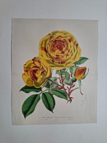 Louis van houtte botany - van,
