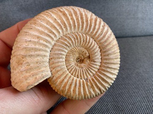 Prepared perisphinctes sp - 3d,
