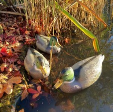 Mallard Duck Hunting Shooting
