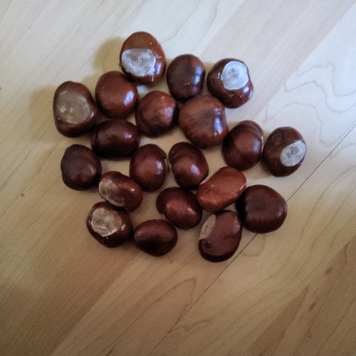 Horse chestnuts conkers - horse, chestnuts/conkers