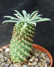 Euphorbia Bupleurifolia hybrid 7.5cm tall caudex collectors succulent / cactus