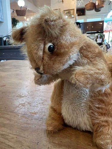 Wendy boston vintage squirrel - wendy,