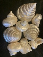 9 Decorative Pearlescent Shells Oka India Jane Stunning Reflective Quality