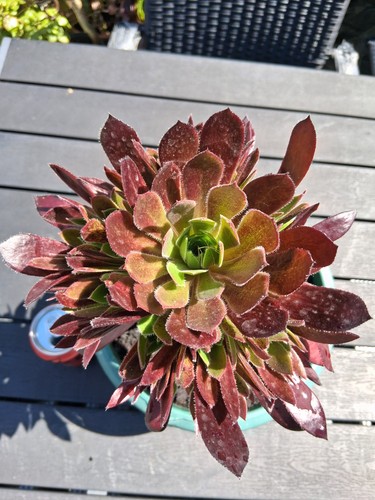 Aeonium firecracker succulent - aeonium,