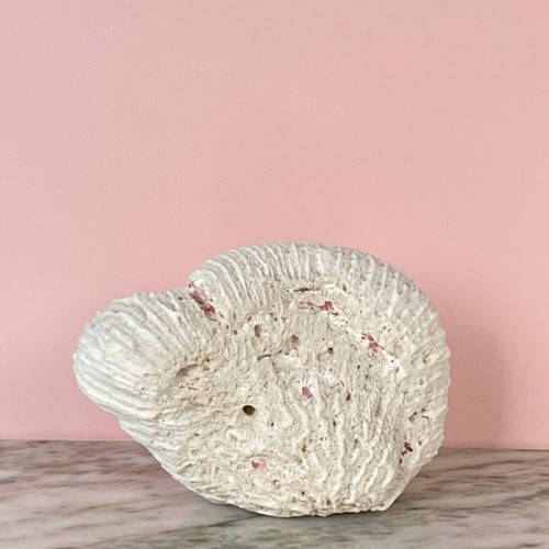Large brain coral fossil dried - brain,