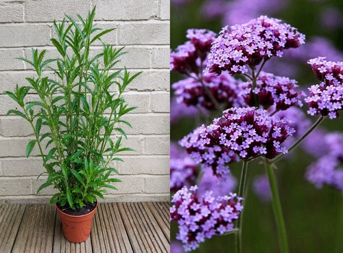 Verbena bonariensis tall - bonariensis,