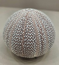 Large sea urchin - sea, shell