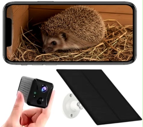 Hedgehog house camera - hedgehog,