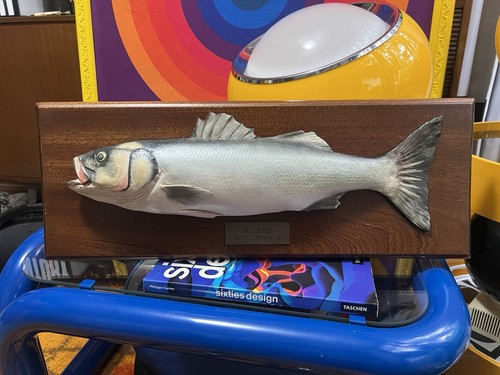 Vintage taxidermy sea bass - vintage,