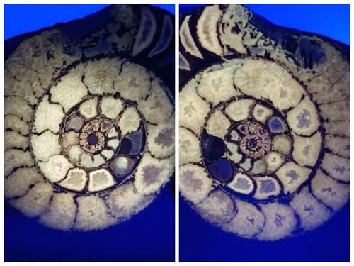 Whitby crystal ammonite fossil - whitby,