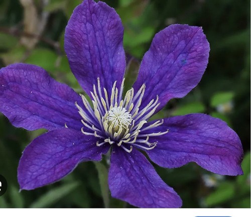 Clematis arabella cm - 30-40,