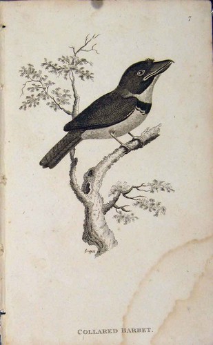 Original old antique print - old,