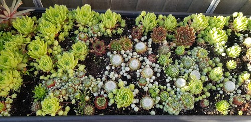 Sempervivum chicks - x,