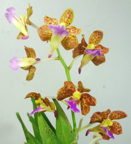 Vanda flabellate flowering - vanda, flabellate,