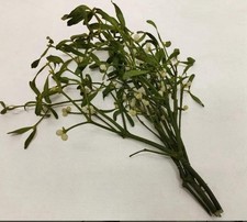 Mistletoe Real( Life) bunch