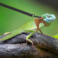 3 Pack Bearded Dragon Harness