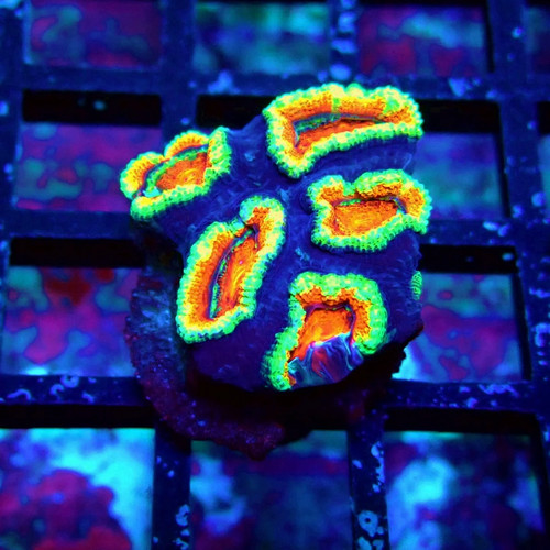 Wysiwyg acan lord coral frag - -,