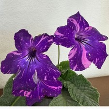 Streptocarpus Tarjar's Roger