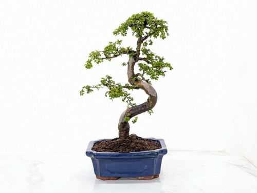 Chinese elm bonsai and - bonsai,