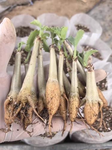 10pcs live house plant - house,