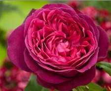 Pure Poetry Hybrid Tea Bush Rose Plant In A 3 Litre Pot