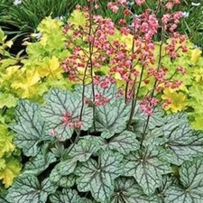 Heuchera dale strain - 3x,