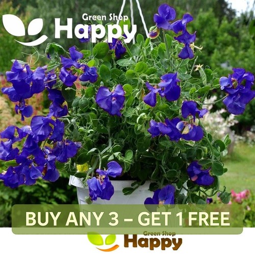 Sweet pea dwarf - dwarf, navy
