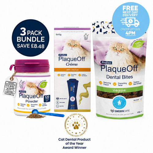 Cat dental care - cat,