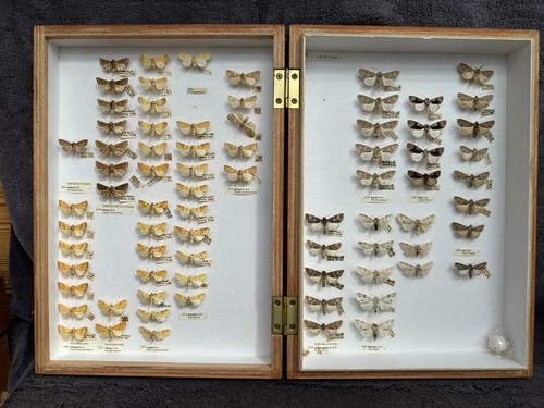 Store box british moths - of,