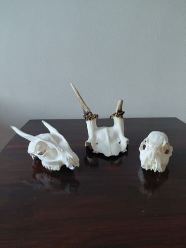 Fallow pricket cwd buck - fallow,