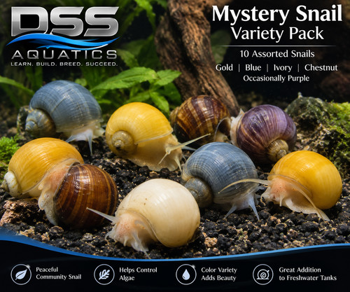 Mystery snails assorted - 10,